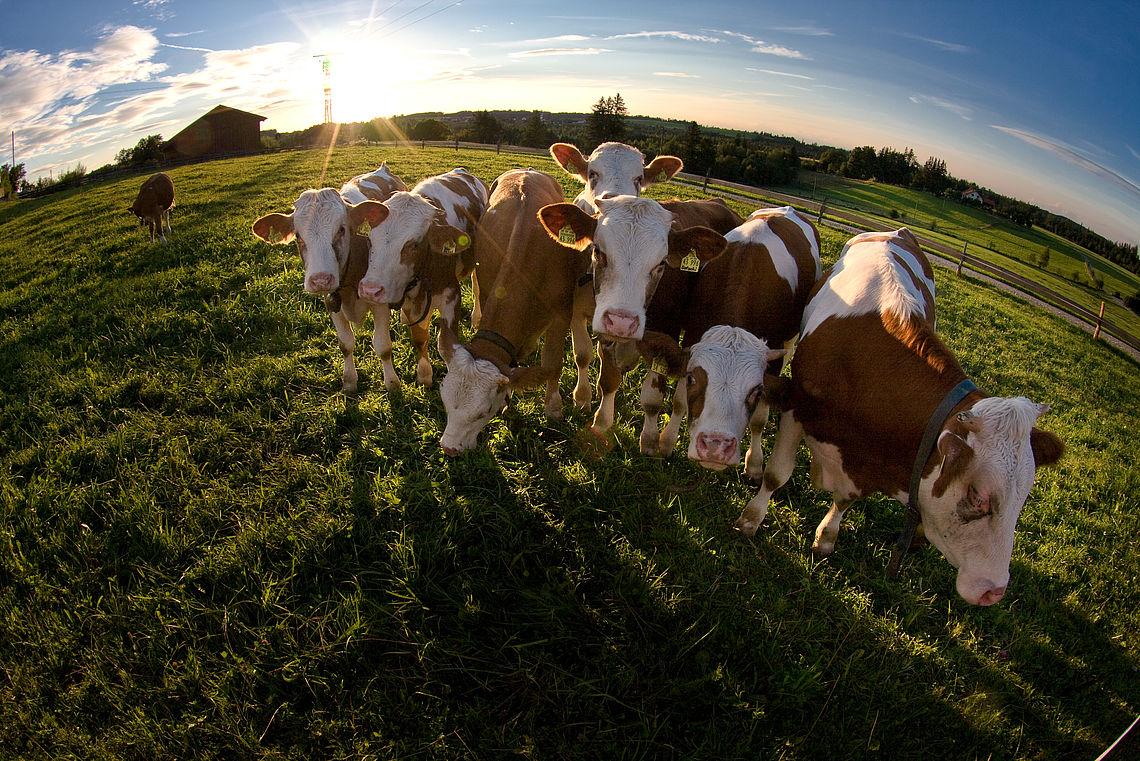 Versicherung für Ihre Tiere