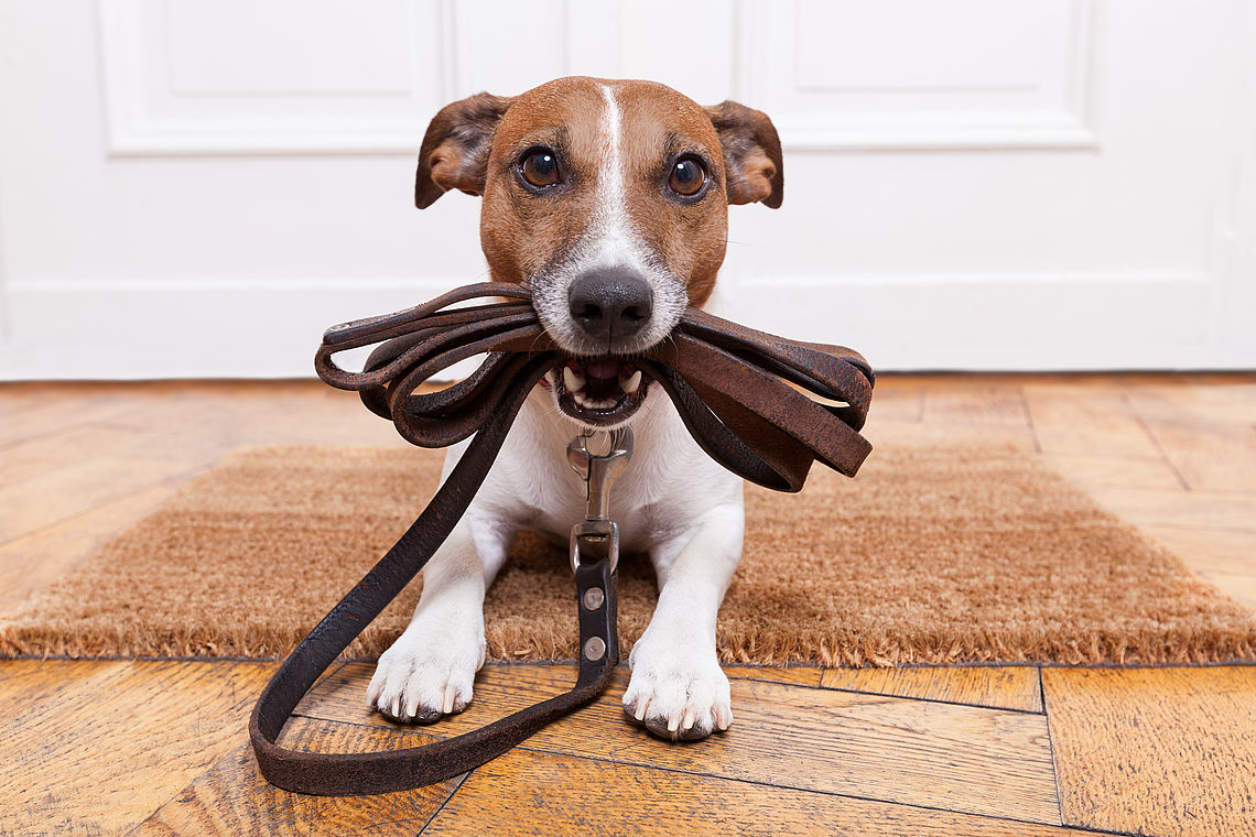 Tierkrankenversicherung - der ideale Schutz für Hunde und Katzen