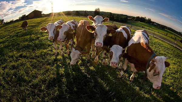 Sie suchen eine Spezialversicherung für Ihre Landwirtschaft?